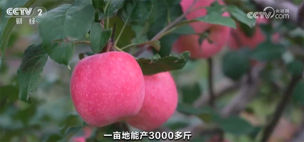 米黄，果香。宽广的田野是“智慧”，用“丰沛