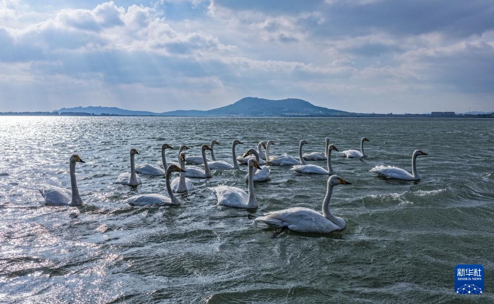 越冬大天鹅抵达山东荣成