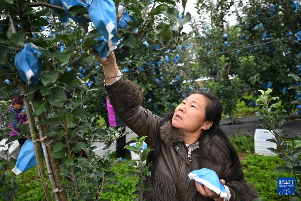 陕西白水:金秋,果香