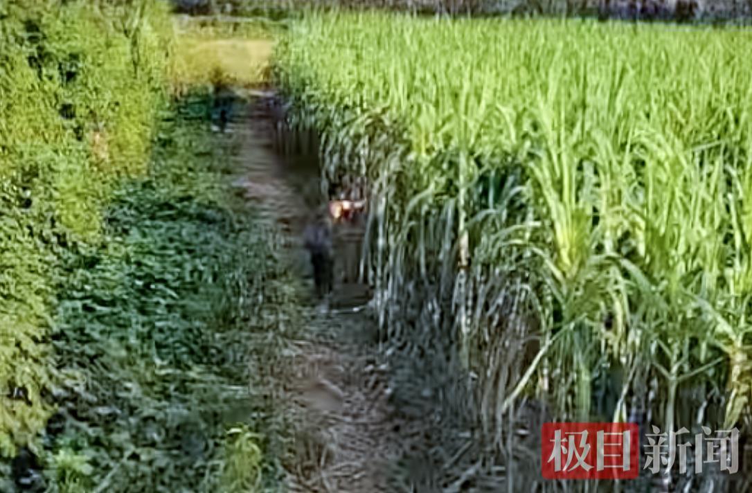 六根甘蔗六十元：看不见的老板，看得见的诚信