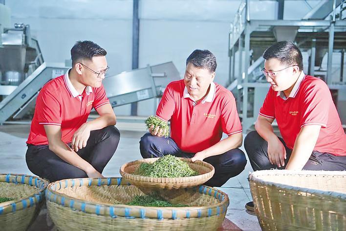 绿叶为什么是“红”的？茶艺大师邱建红与弟子的故事。