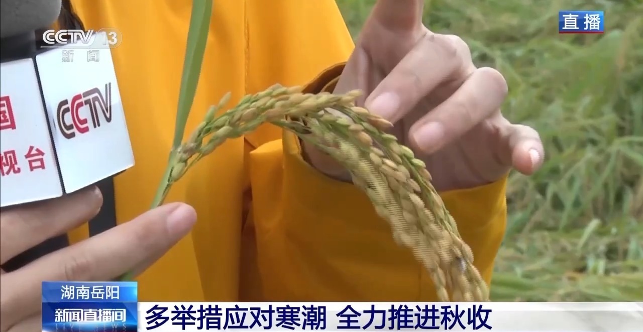 在寒冷的天气下，我该如何保持秋收期间的产量