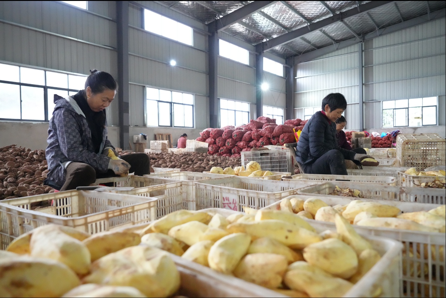 宜昌红薯进军国际宠物食品市场 生产订单排至明