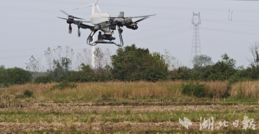 应城镇何镇实施秋种“组合”，妥善种植油菜籽
