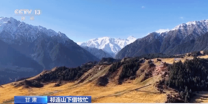 这个冬天，祁连山的牛羊都去哪儿了？且看三省