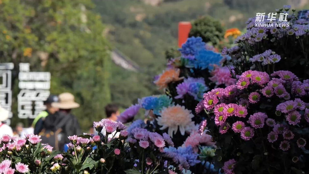 兹武道，hebei：100,000个菊花反映了Xionguan，多元化