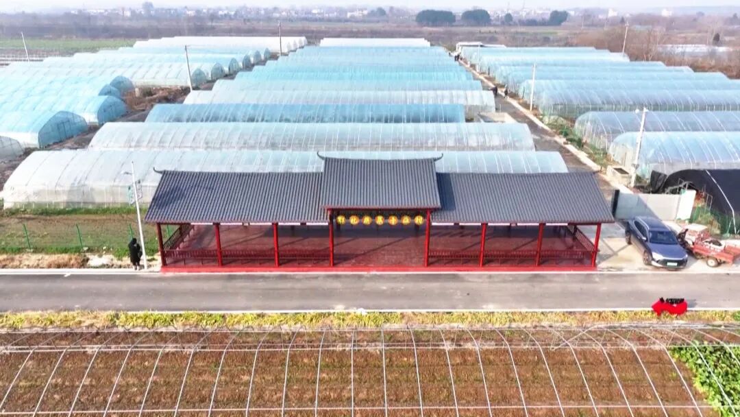 几百亩芹菜卖不出去。这份助农善举令人感动