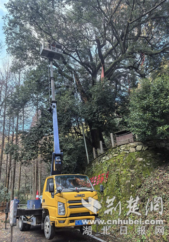 十堰市黄龙国营林场用起重机“美化”古树。