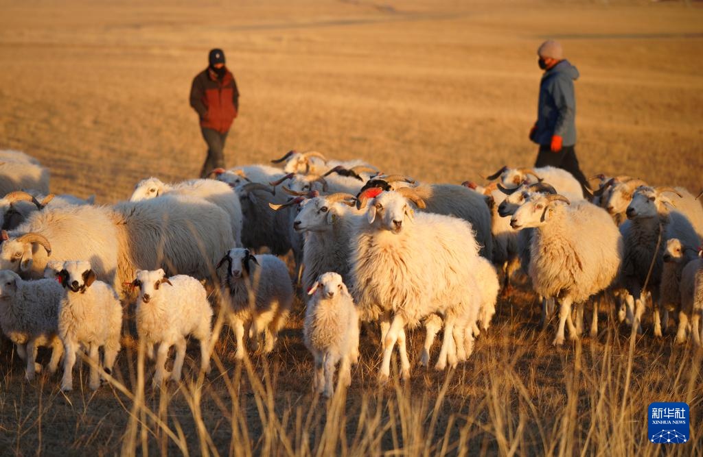 青海省干察：高效养殖助力牧民增收