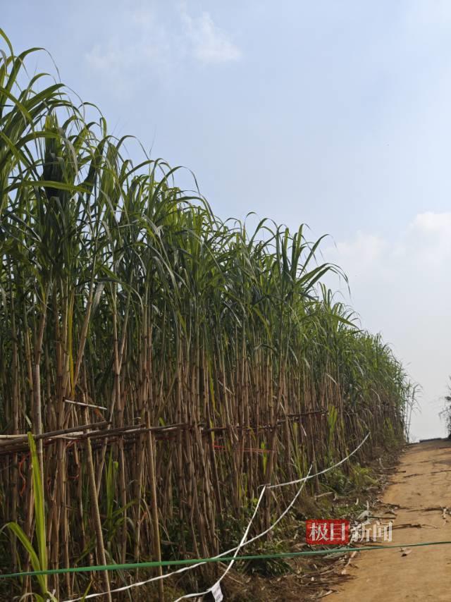 Ĵüɽᱻֳʵ45󲿷ֱ͵ϰɫƣԤƺ