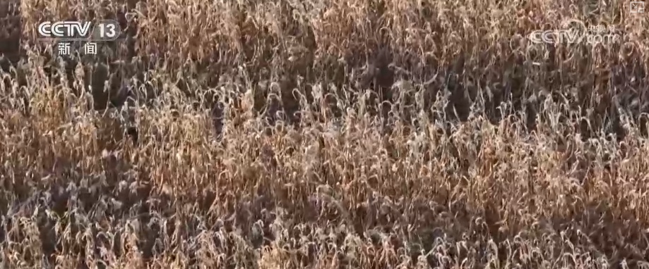 “关键技术+精准服务”落地田间，智慧农业“加