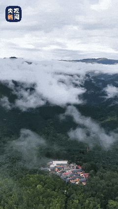 “大果子”支撑丰富生活！在云南岱山一年能挣几万块钱。