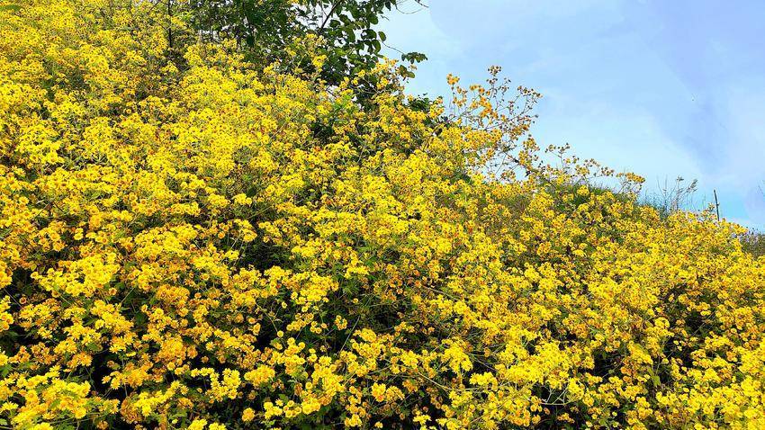 鹤峰：冬日野菊花香