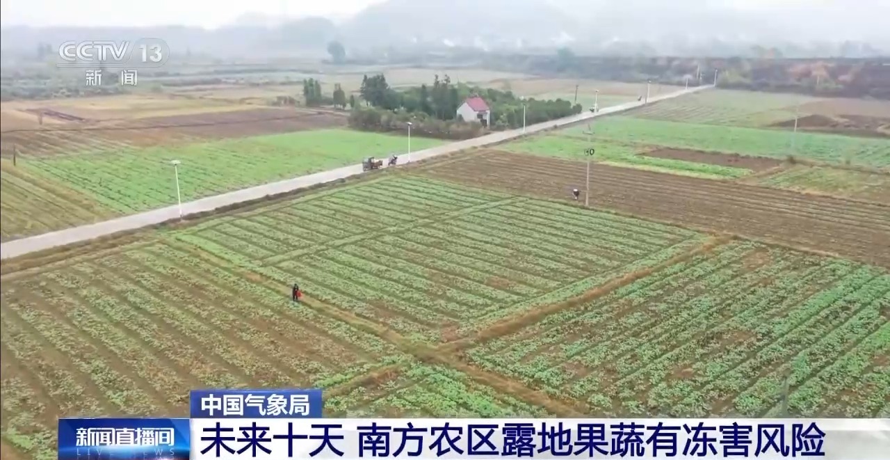 视频丨寒潮袭击南方：果田蔬菜需防冻