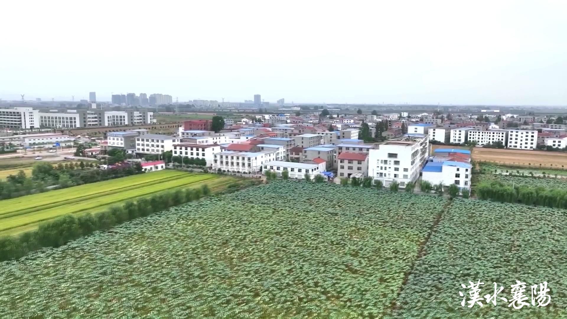 襄阳乡村振兴答卷：环境变迁催生产业，千年茶