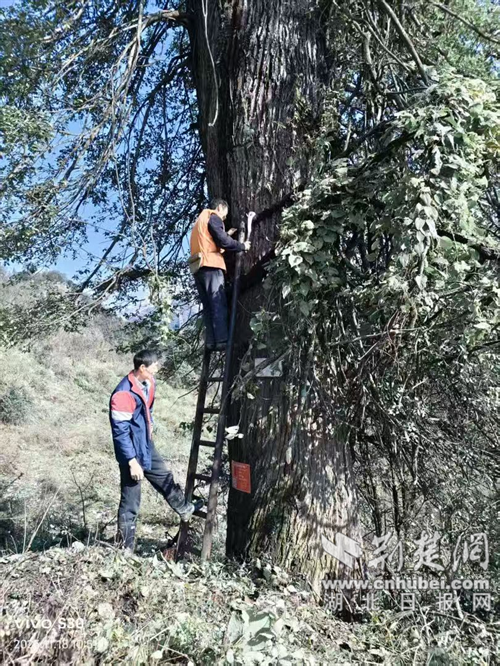十堰朱溪天宝：全国最大古梓树经专业养护焕发