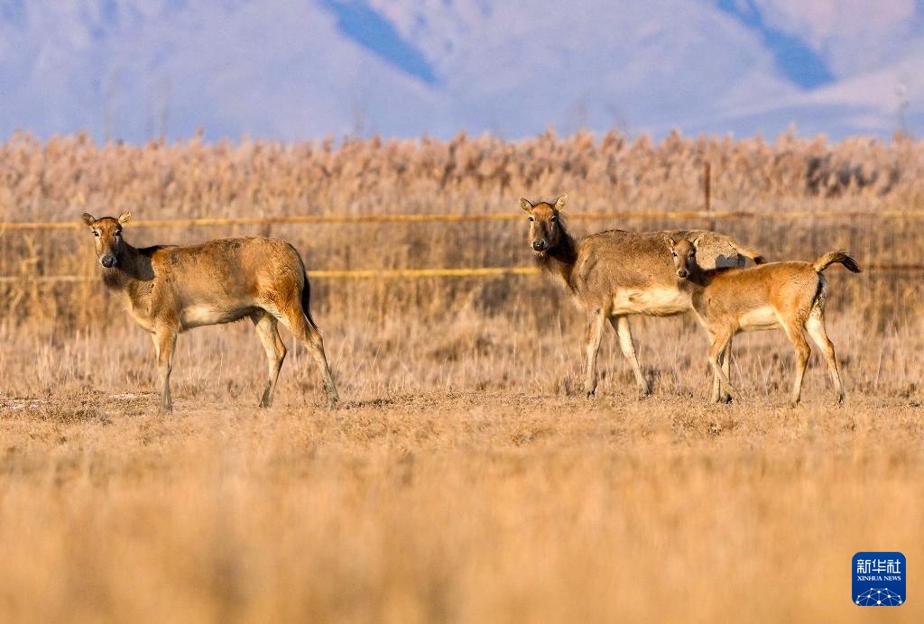 黄河湿地悠悠鹿鸣