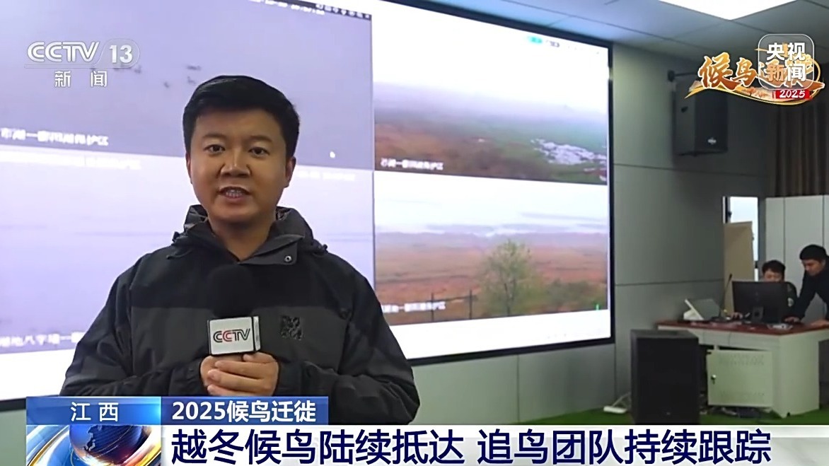 视频丨知更鸟的“停留日记”越冬候鸟陆续抵达
