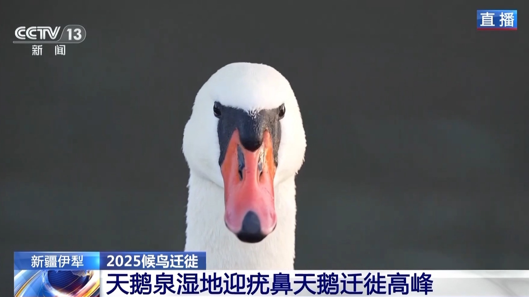视频丨疣鼻天鹅如期归来。跟随记者的镜头走进