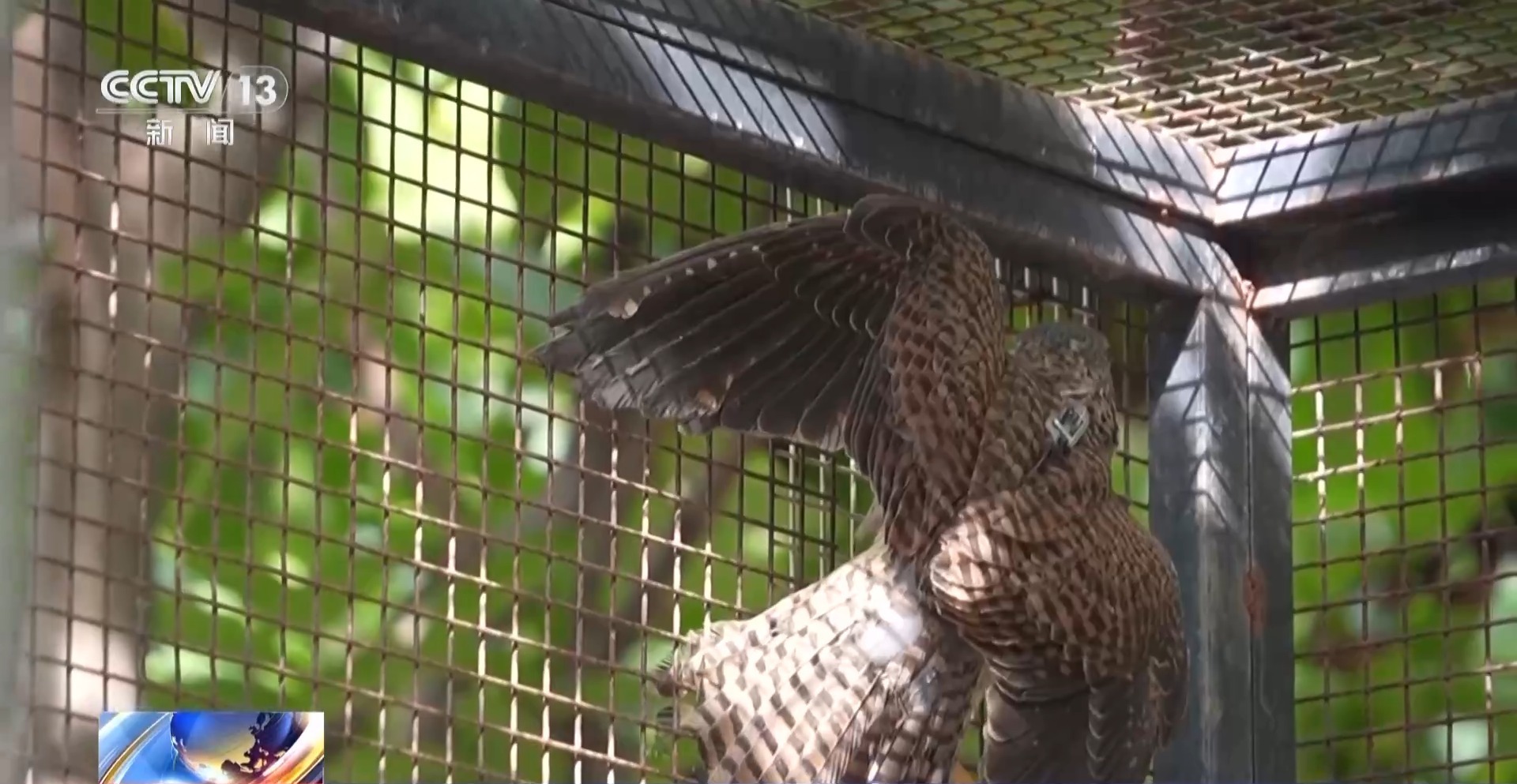 视频丨福建省正处于候鸟迁徙高峰期。 “霜冰”景象其实是候鸟的“杰作”