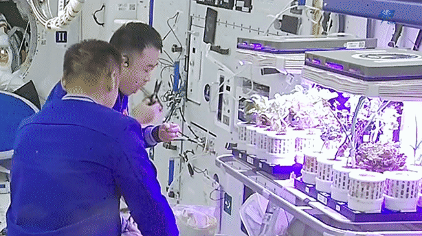 办公室种草莓全年可摘？数字农业要让每个人实现 “种地瘾”(图5)