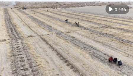 新疆维吾尔自治区且末县：50万株树苗筑起沙漠绿