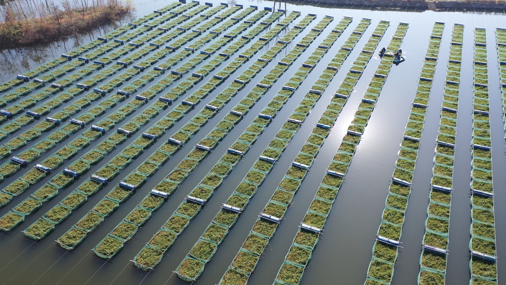 好鳗鱼，好水，好味道！广水豪店小鳗鱼“游”