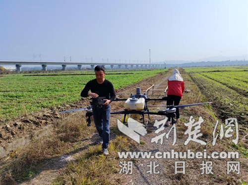 京山市石龙市：无人机“防空”支援丰收