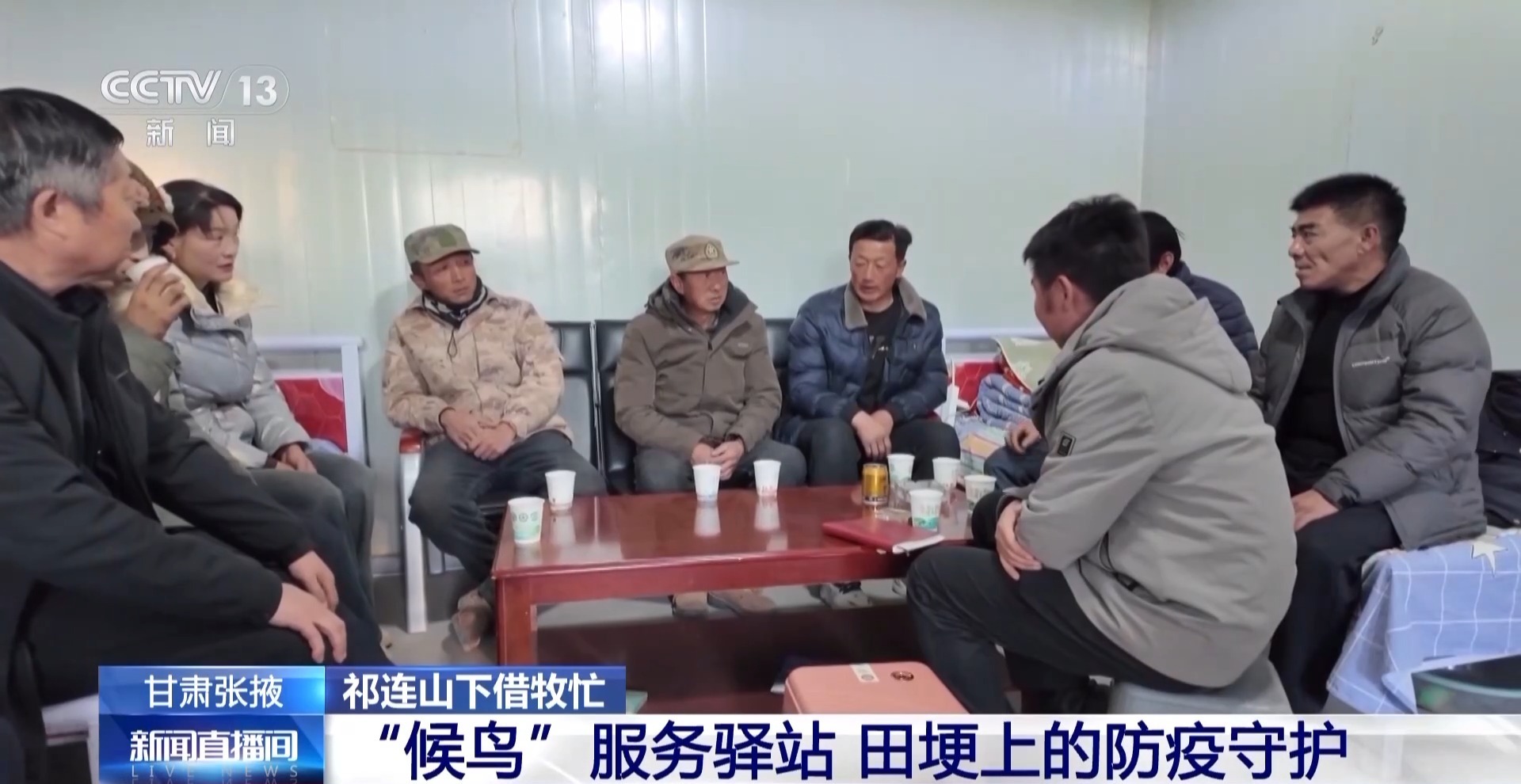 视频丨65万头牛羊来到河西走廊过冬，同时在祁连