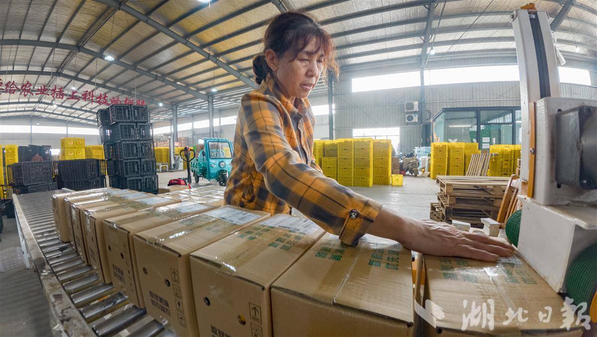 “双十一”临近，石氏柑橘类水果畅销