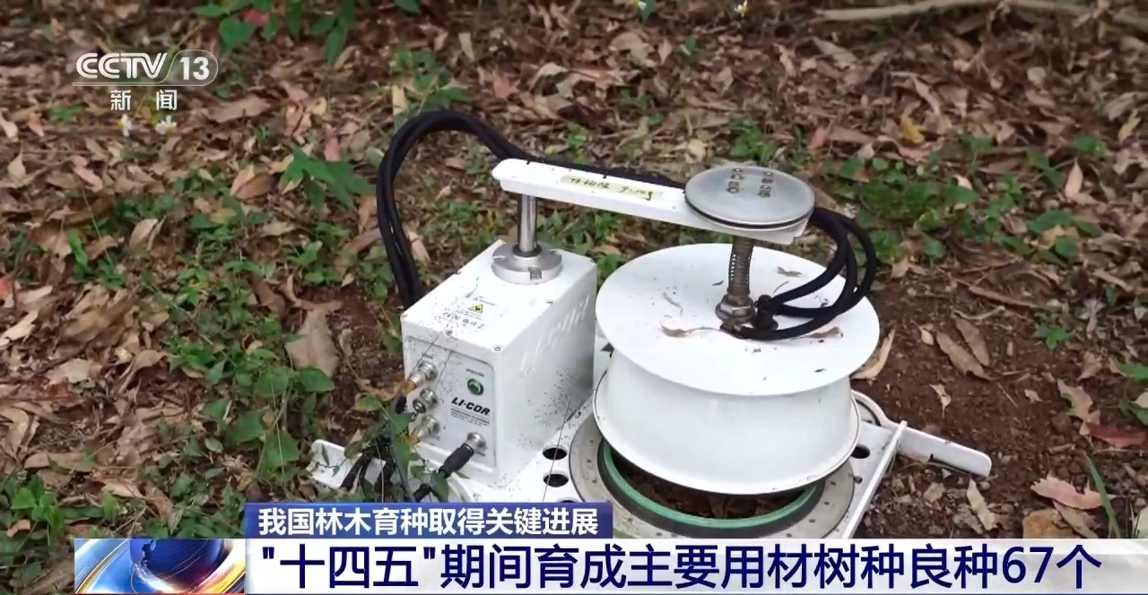 视频丨“新桉8号”“中枣1号”……“十四五”期