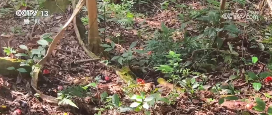 原生生态环境不断改善，珍稀植物“寄生花”连