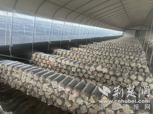 京山市草屋村：以“菌”产业循环盘活草屋，充