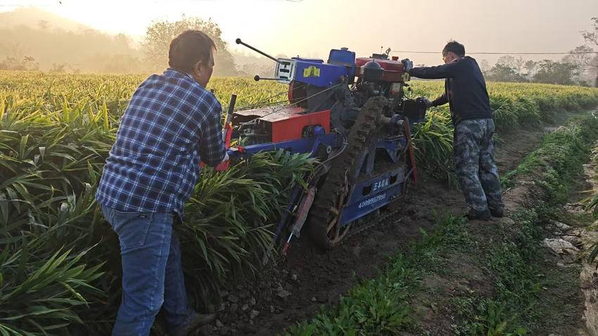 大悟付桃生：沙土长出“