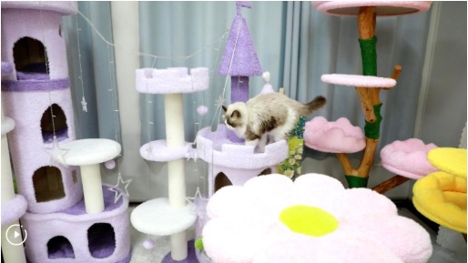 创意产品推动中国宠物经