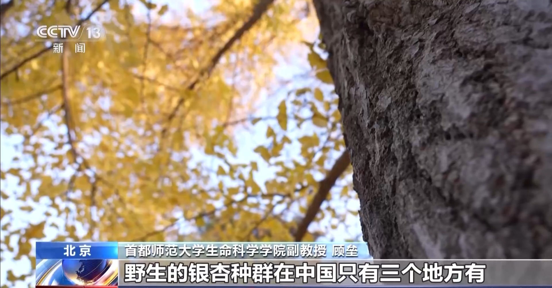 视频丨随处可见的银杏为何是国家重点保护植物？听专家为你解读