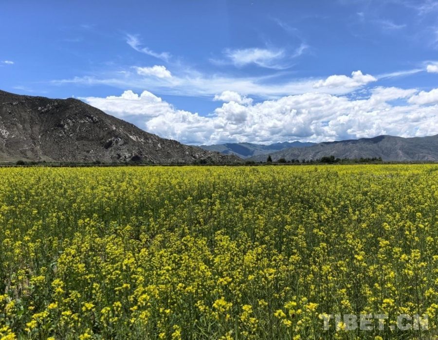 【听教诲，共建美丽新西藏】雪地里种油菜，乡