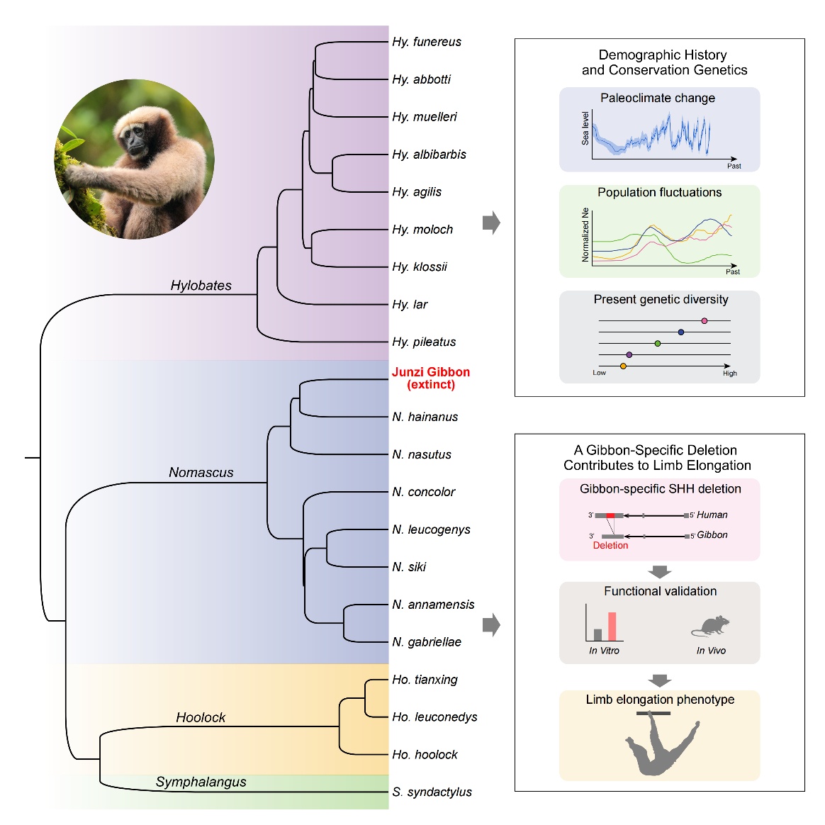 长臂猿的手臂为什么这么长？中国研究团队鉴定