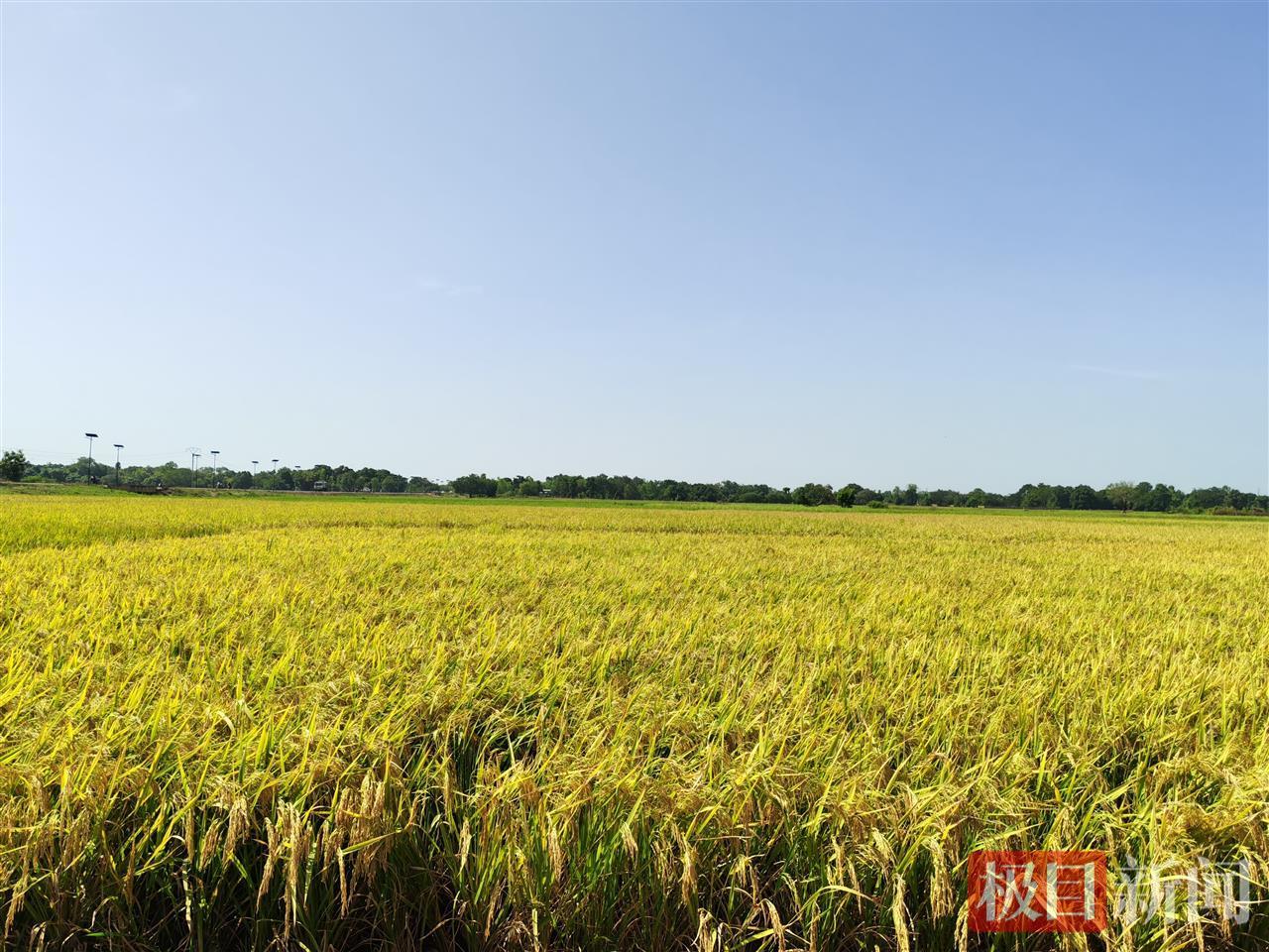 亩产1200斤！中国三支农业技术专家组支援布布，湖北23人继续接力七年。非洲国