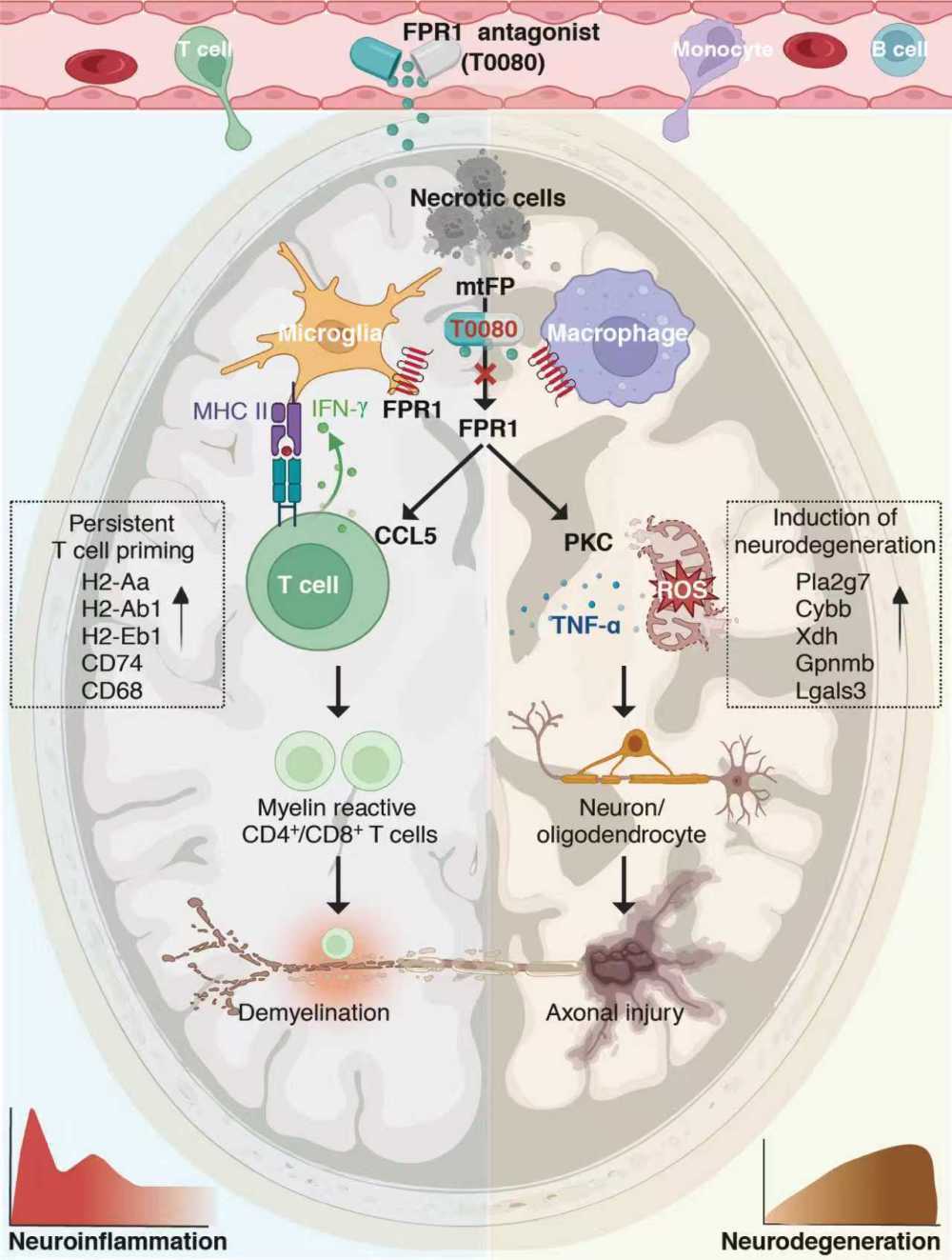 中国科学家在神经系统疾病治疗方面取得新进展