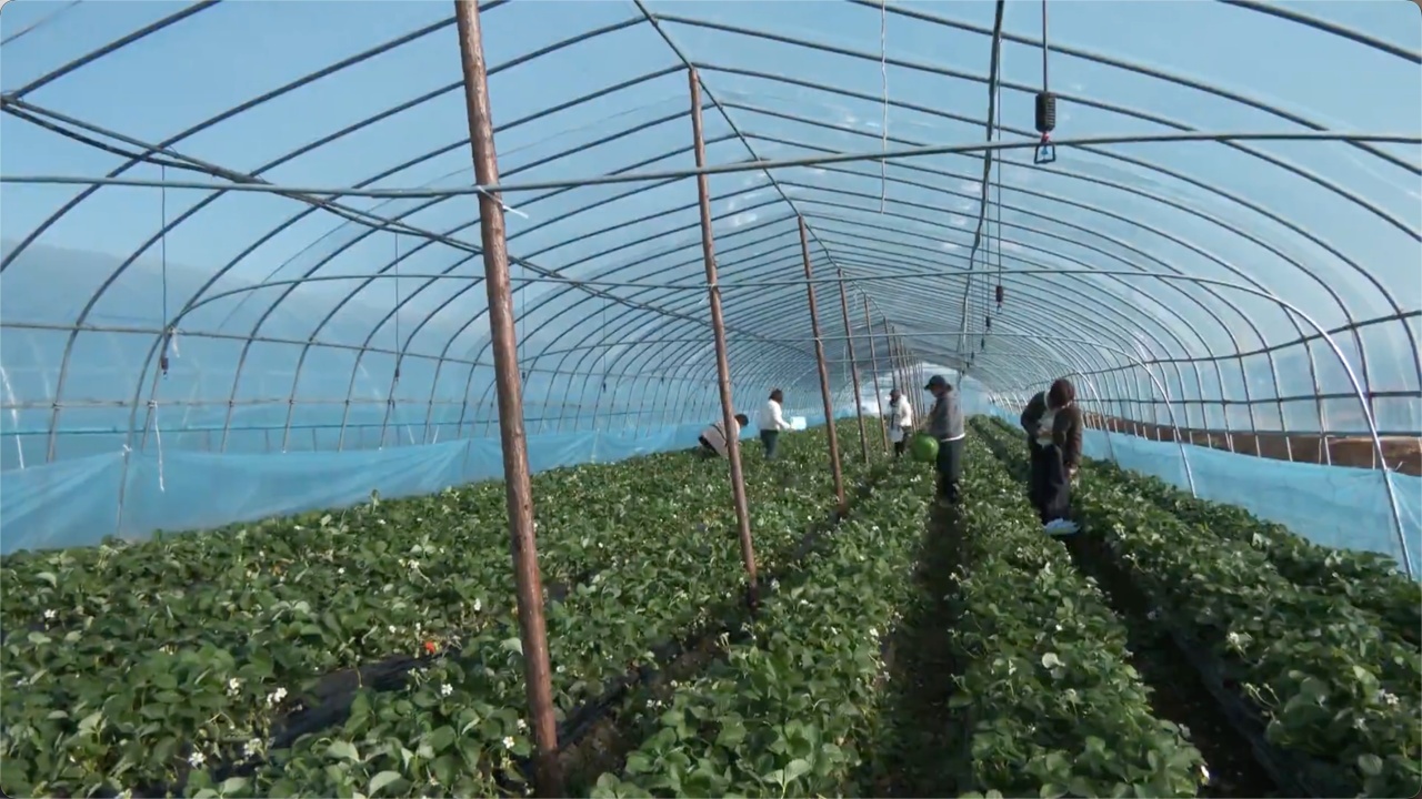 黄陂木兰新岛草莓园将开业 直供全市200多个社区