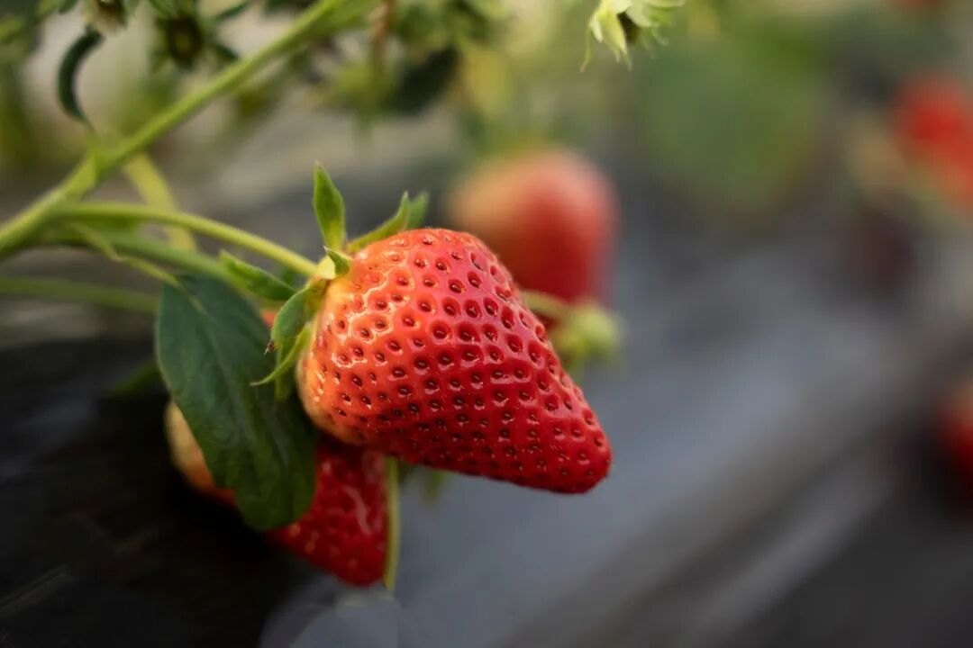 办公室种草莓全年可摘？数字农业要让每个人实现 “种地瘾”(图3)