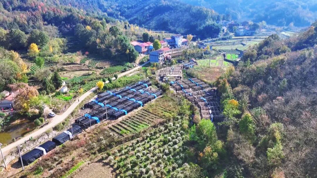 小昌小舞：山里的小蘑菇释放致富的力量