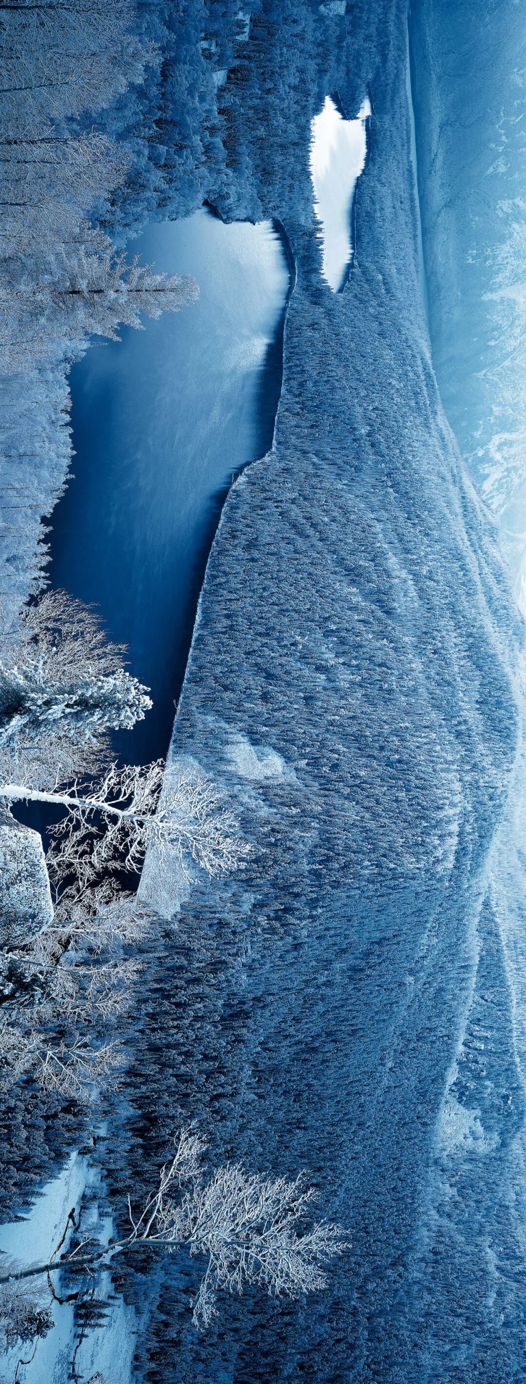 我们一起去看树木被霜覆盖吧！