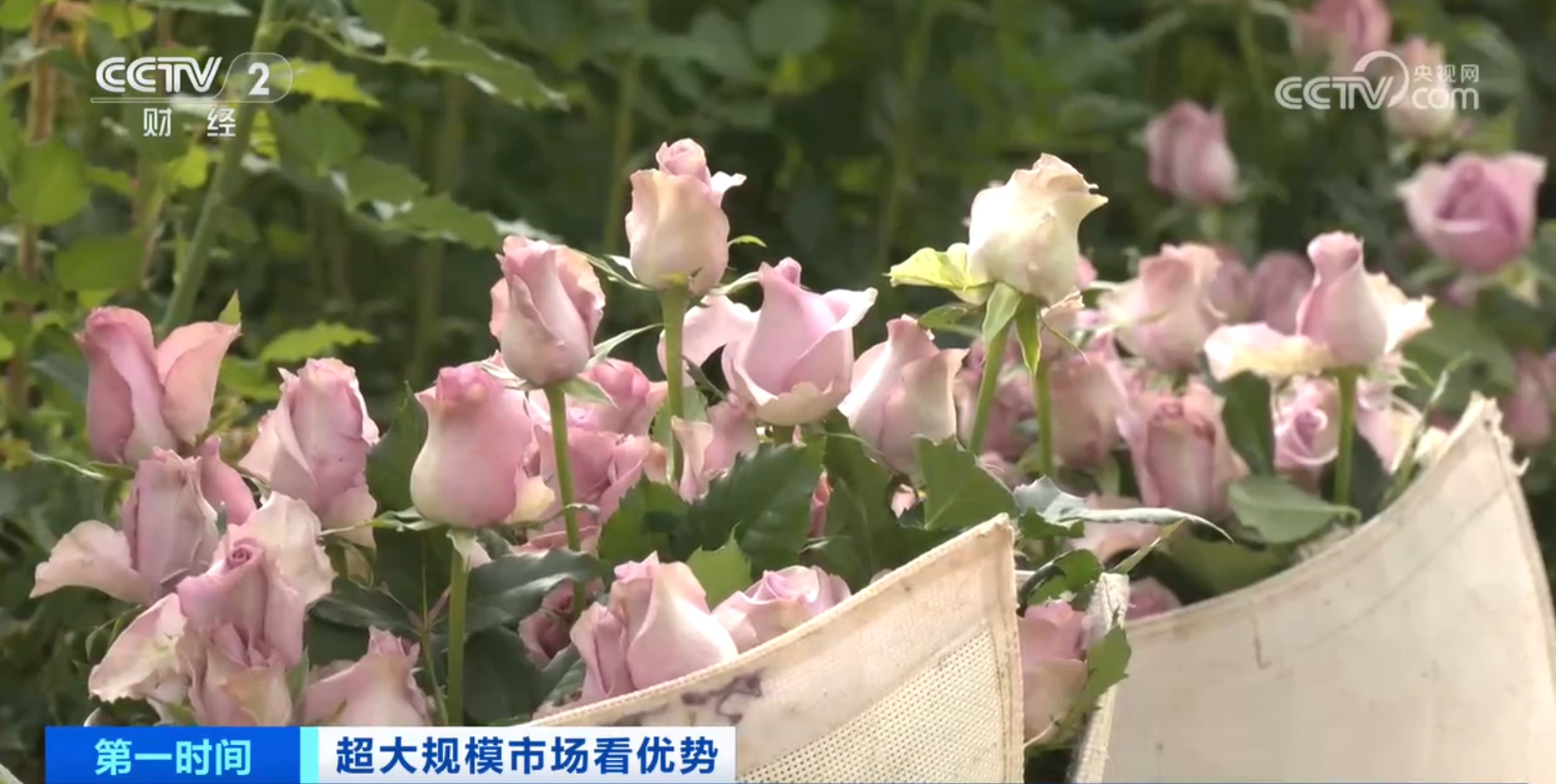 跟着鲜花“跑”物流！大市场如何“编织”大网