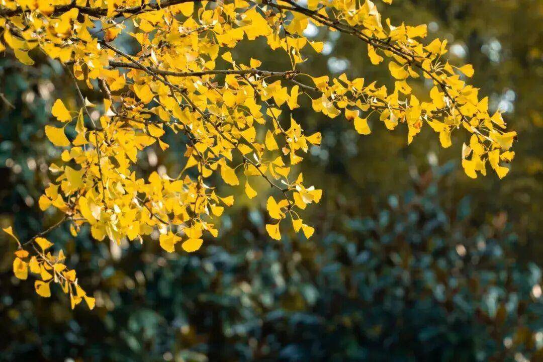 武汉晴暖升温破20℃，热岛效应叠加浮尘，防火刻不容缓！