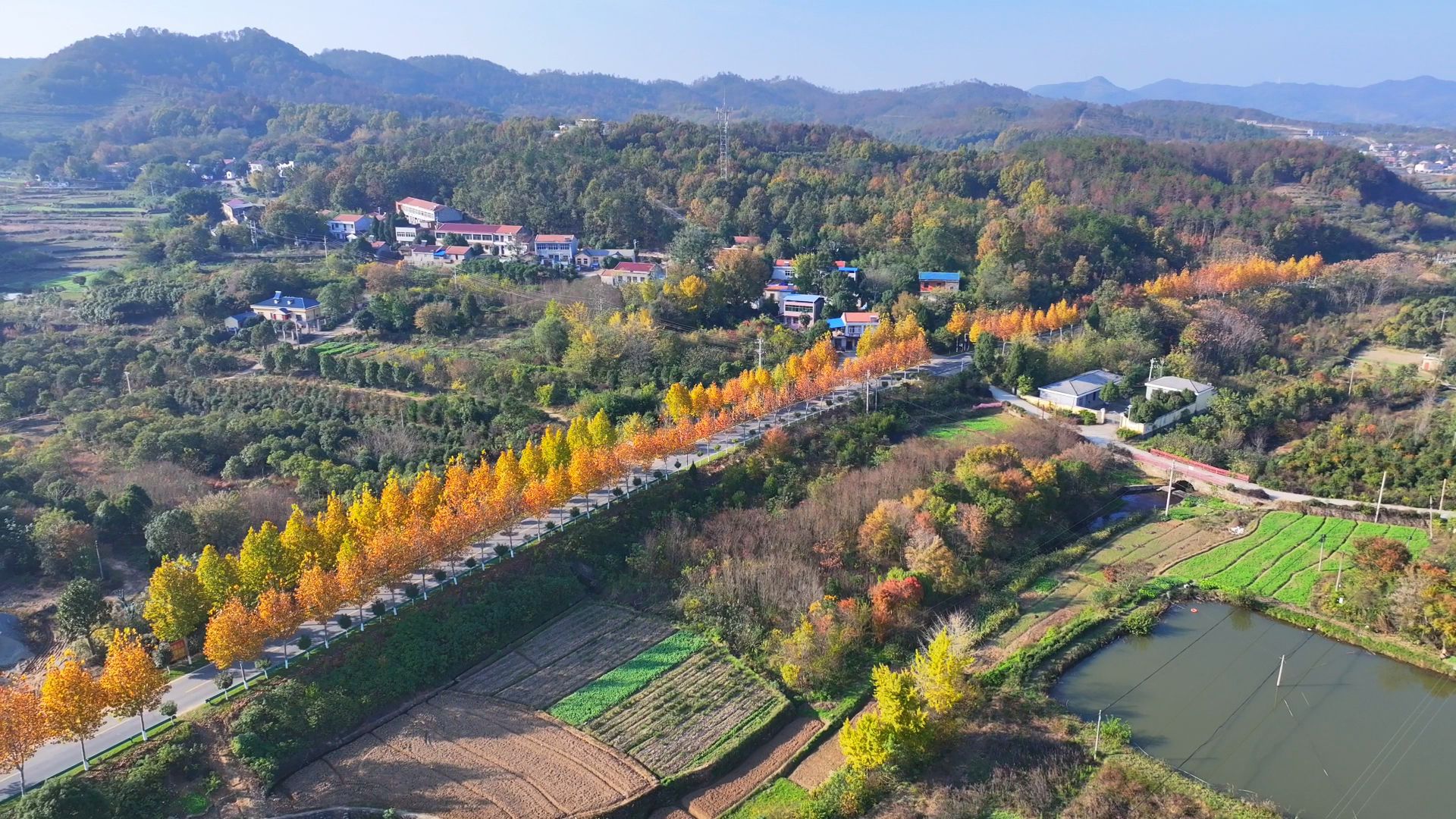 孝昌小武：金色银杏吸引游客 生态旅游促振兴