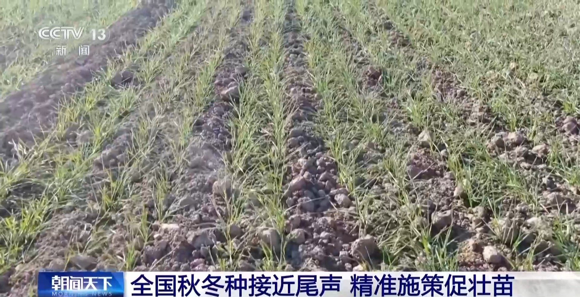 视频丨无人机播种+国产大豆