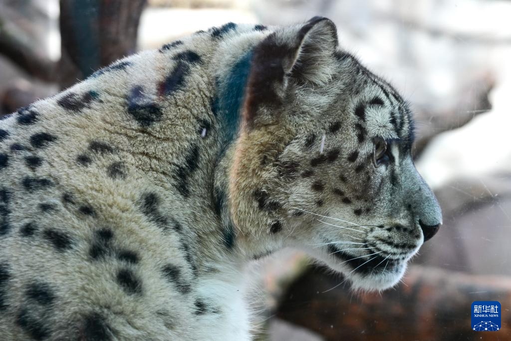 西宁野生动物园豹馆改造已竣工