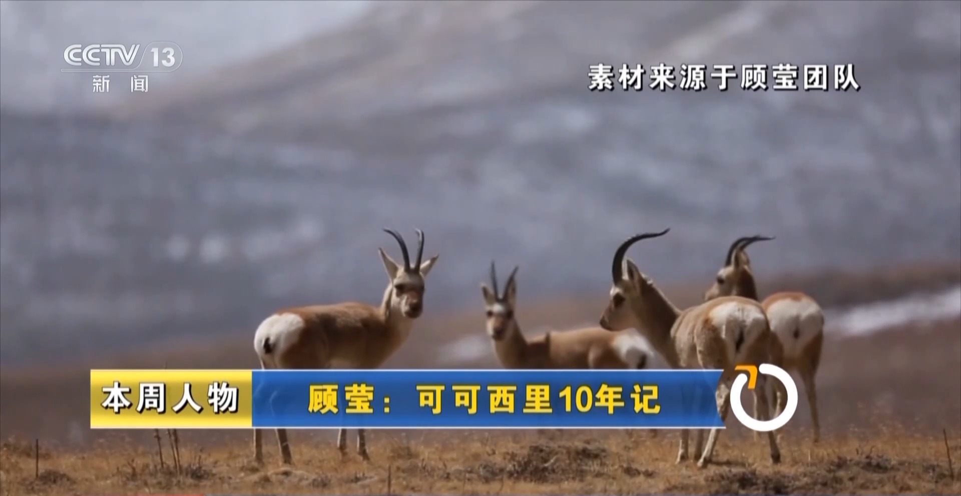 新闻周刊丨近十年追踪藏羚羊照片！他花了数万